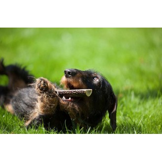 hover image