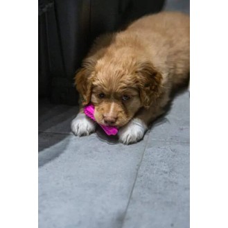 hover image